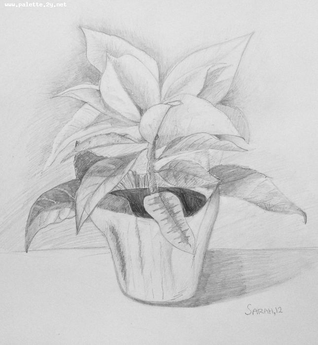 Art Studio PALETTE. Sarah Stroman-Bayat Picture.  Pencil Plants Leaves 