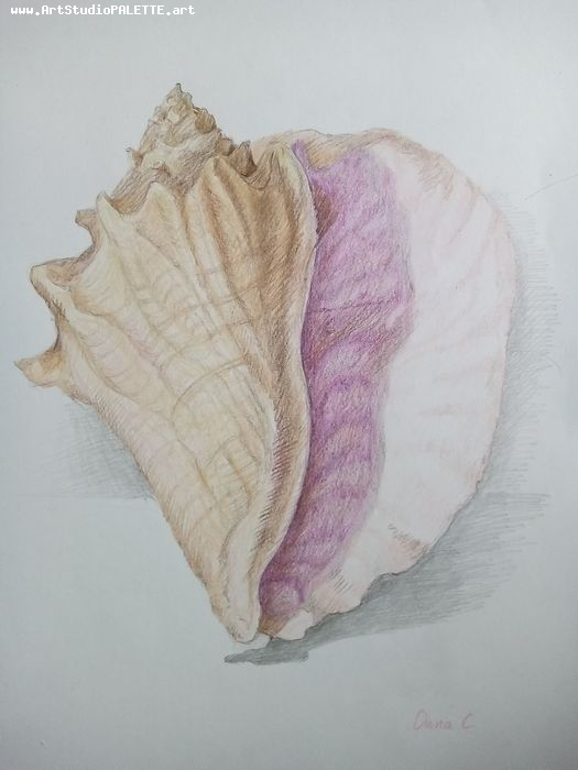 Art Studio PALETTE. O. C. Picture.  Coloured Pencil Still Life Shells 