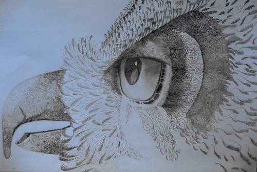 Art Studio PALETTE. Anika Tungusova Picture.  Pencil Animals Birds 