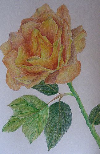 Art Studio PALETTE. Julia Handra Picture.  Coloured Pencil Plants Flowers 