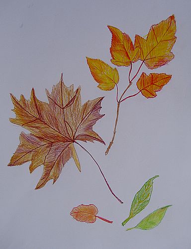 Art Studio PALETTE. Sylveina Siu Picture. Fine Art Paper Coloured Pencil Plants Leaves 