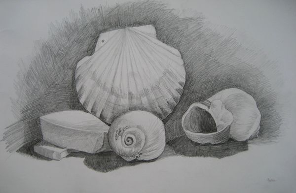 Art Studio PALETTE. Aaron Sham Picture. Fine Art Paper Pencil Still Life Shells 