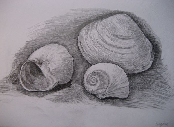 Art Studio PALETTE. Bogdan Chiru Picture.  Pencil Still Life Shells 