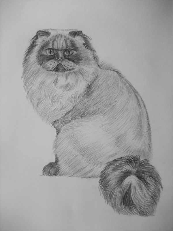 Art Studio PALETTE. Oksana Latynina Picture.  Pencil Animals Cats 