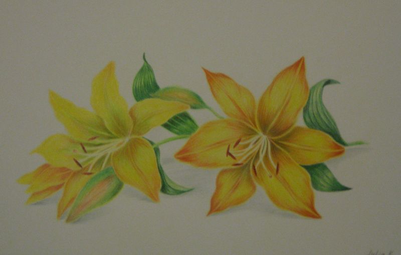 Art Studio PALETTE. Julia Maslova Picture.  Coloured Pencil Plants Flowers 