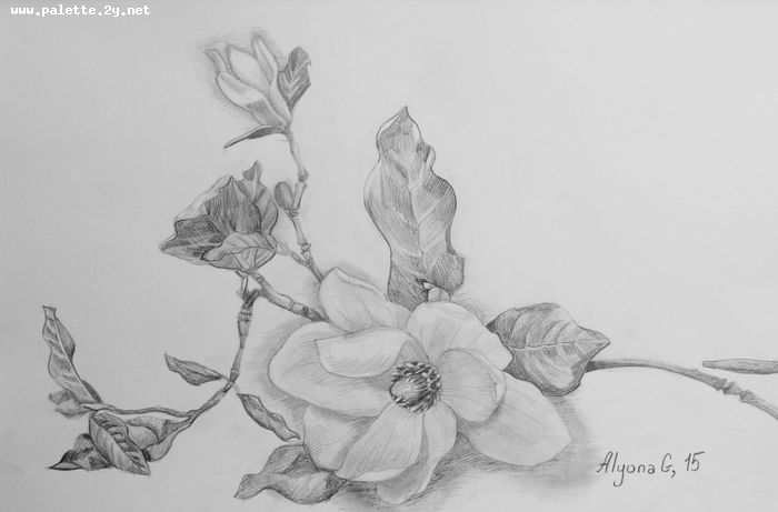 Art Studio PALETTE. Alyona Glazyrina Picture.  Pencil Plants Flowers 