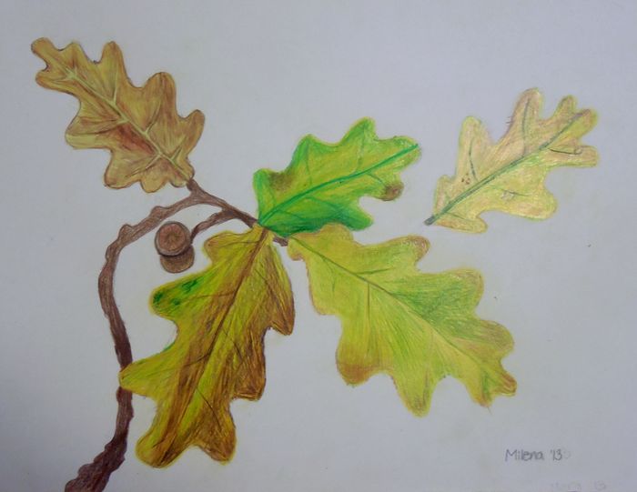 Art Studio PALETTE. Milena Markovich Picture.  Coloured Pencil Plants Leaves 