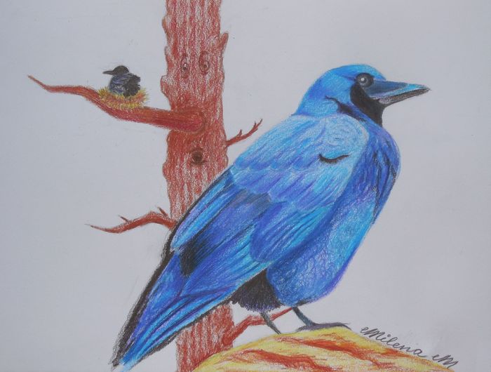 Art Studio PALETTE. Milena Markovich Picture.  Coloured Pencil Animals Birds 