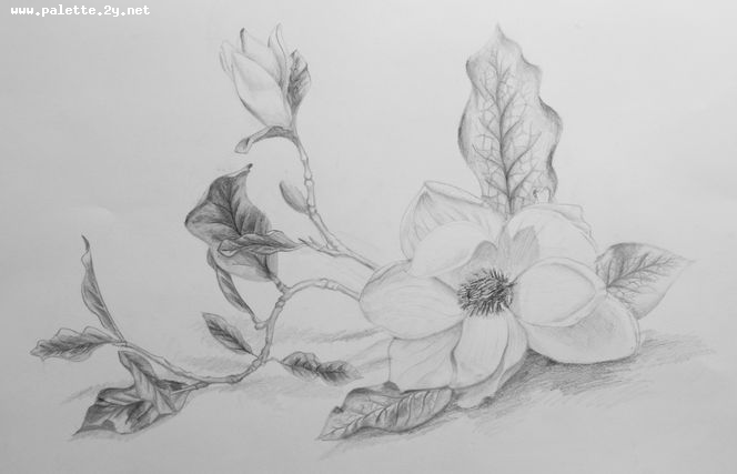 Art Studio PALETTE. Eva Kapytskaya Picture.  Pencil Plants Flowers 