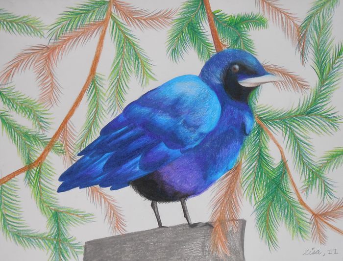 Art Studio PALETTE. Lisa Lei Picture.  Coloured Pencil Animals Birds 