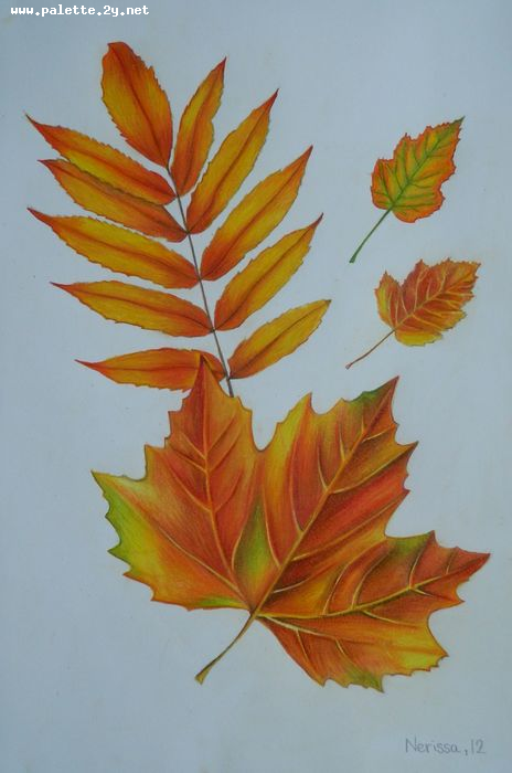 Art Studio PALETTE. Nerissa Wang Picture.  Coloured Pencil Plants Leaves 