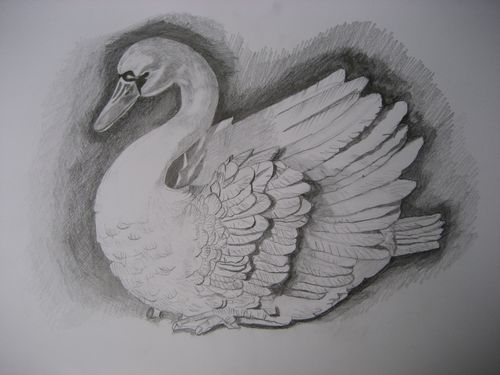 Art Studio PALETTE. Chiew Tan Picture.  Pencil Animals Birds 