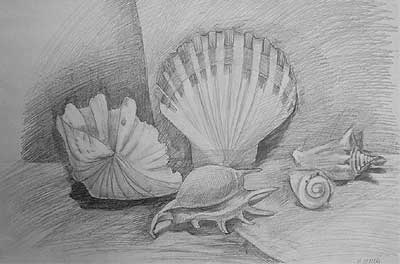 Art Studio PALETTE. Alexei Goidachev Picture.  Pencil Still Life Shells 