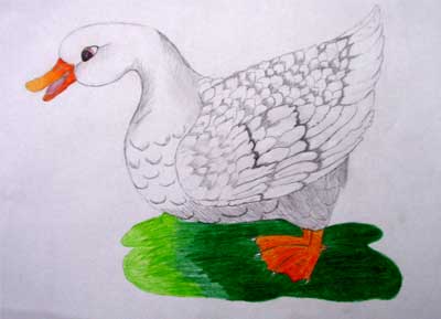 Art Studio PALETTE. Darina Gorshkov Picture.  Coloured Pencil Animals Birds Model of the Duck