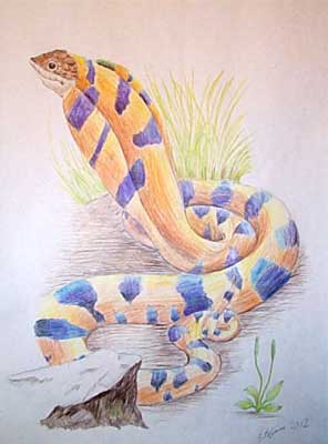 Art Studio PALETTE. Stefan Popovic Picture.  Coloured Pencil   Snake