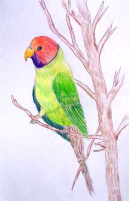 Art Studio PALETTE. Stefan Popovic Picture.  Coloured Pencil   Parrot
