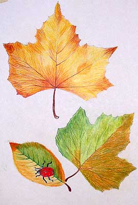 Art Studio PALETTE. Marina Zarud Picture.  Coloured Pencil Plants Leaves 