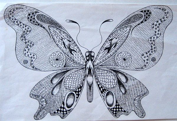 Art Studio PALETTE.  Lesson 1. Graphic drawing Butterfly. Pic.6 
Ola Volobuyeva. 14 y.o.