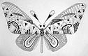 Lesson 1. Graphic drawing Butterfly. Pic. 5